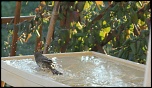 [Photo-Shop]Site pour photosop-bain-du-rouge-gorge-003.jpg