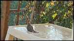 [Photo-Shop]Site pour photosop-bain-du-rouge-gorge-007.jpg