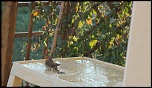 [Photo-Shop]Site pour photosop-bain-du-rouge-gorge-009.jpg