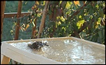 [Photo-Shop]Site pour photosop-bain-du-rouge-gorge-004.jpg