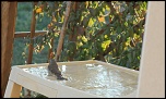 [Photo-Shop]Site pour photosop-bain-du-rouge-gorge-002.jpg