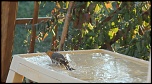 [Photo-Shop]Site pour photosop-bain-du-rouge-gorge-005.jpg