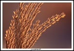 -img_5176.jpg