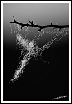 -img_3099.jpg