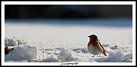 -img_4899.jpg