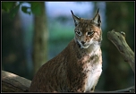 Lynx en lumire