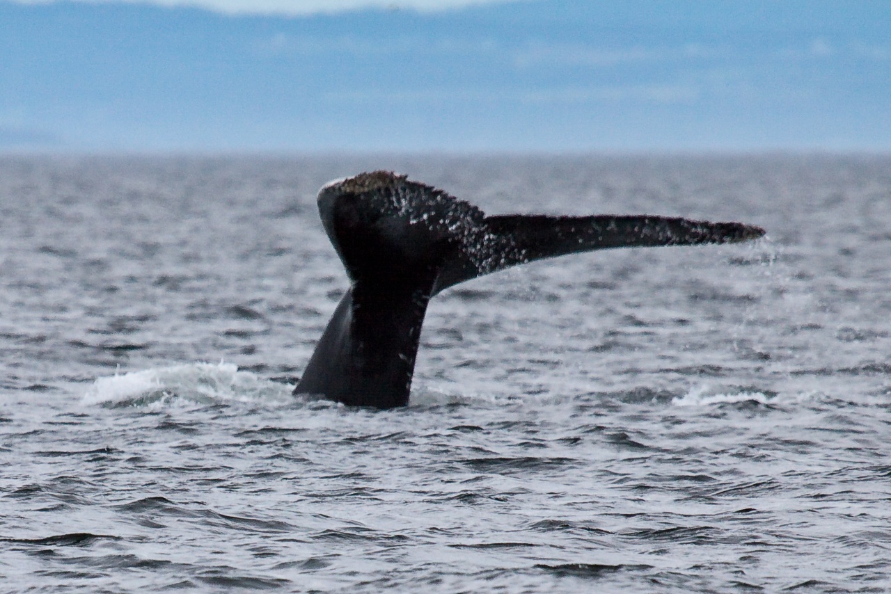 -baleine-14.jpg