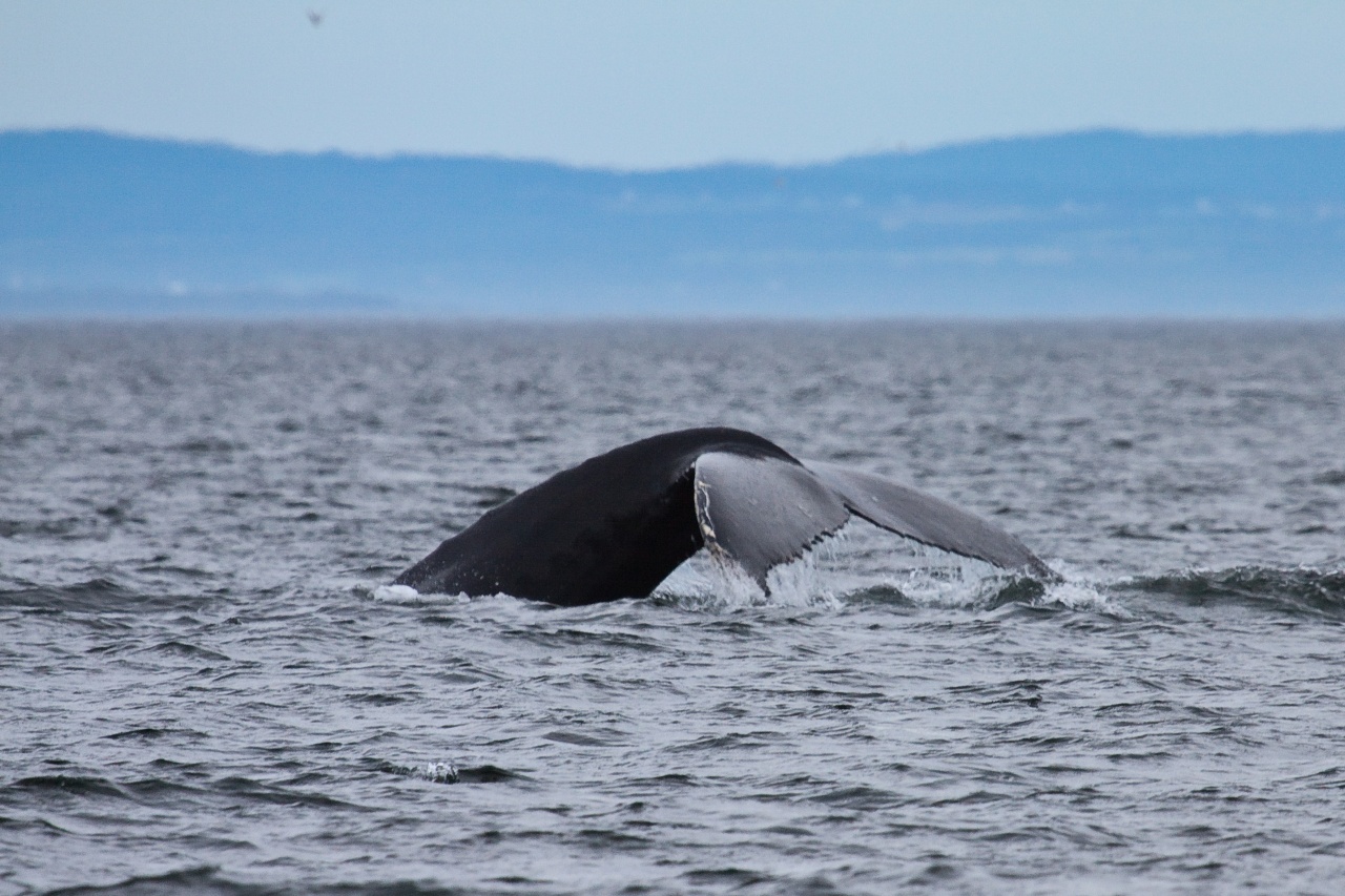 -baleine-10.jpg