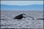 -baleine-10.jpg