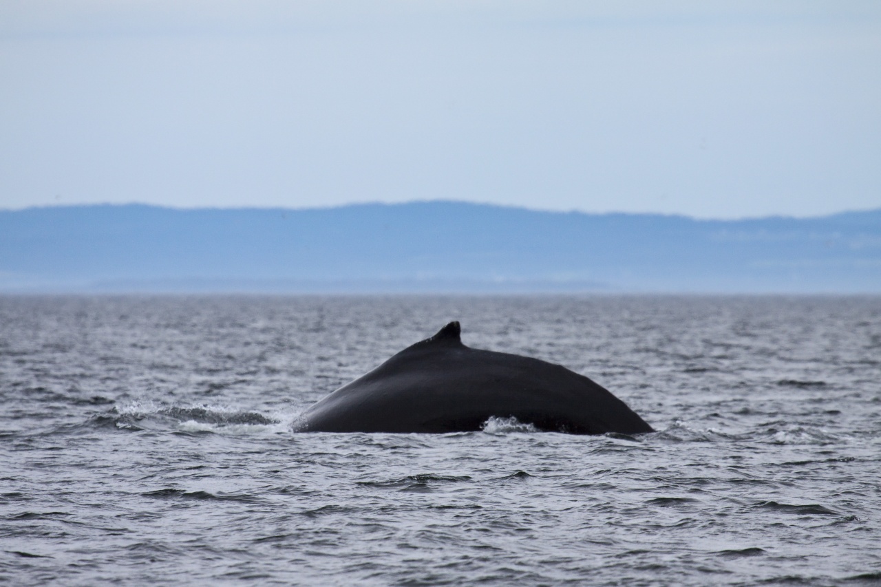 -baleine-2.jpg