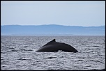 -baleine-2.jpg