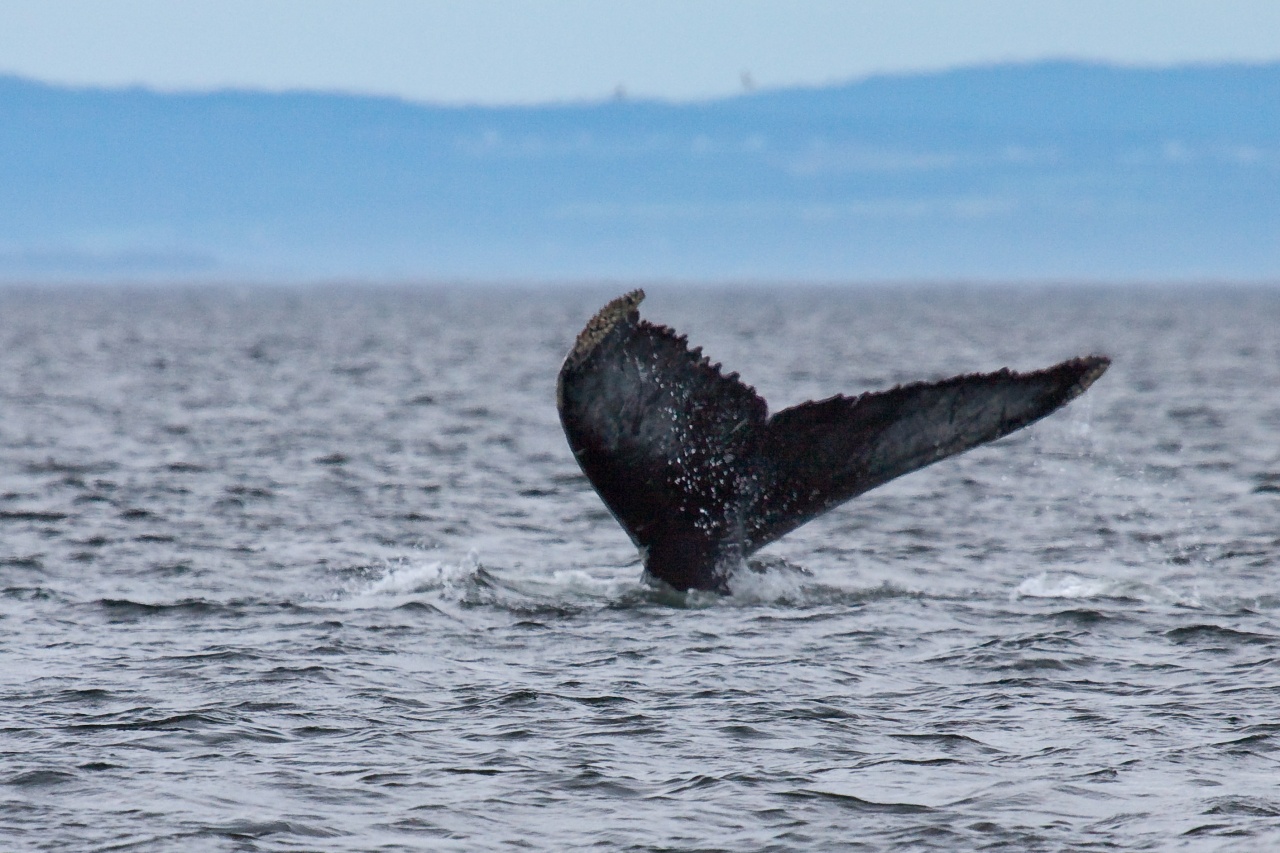 -baleine-16.jpg