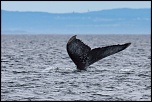 -baleine-16.jpg