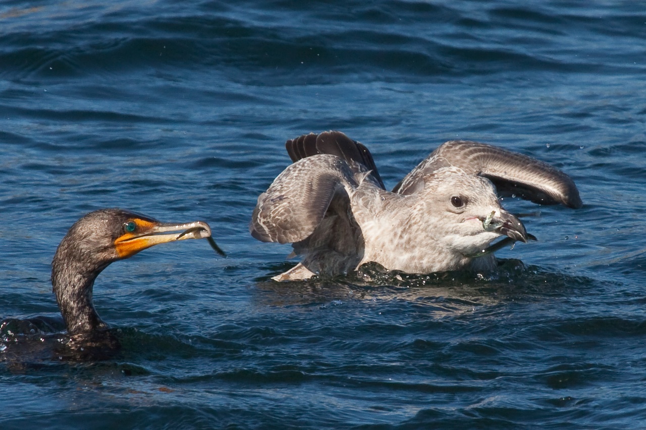 -cormorant-39.jpg