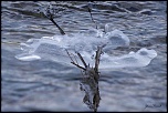 Pose hivernale  bis eos