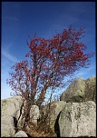 Mon Matos-arbre-en-rouge.jpg
