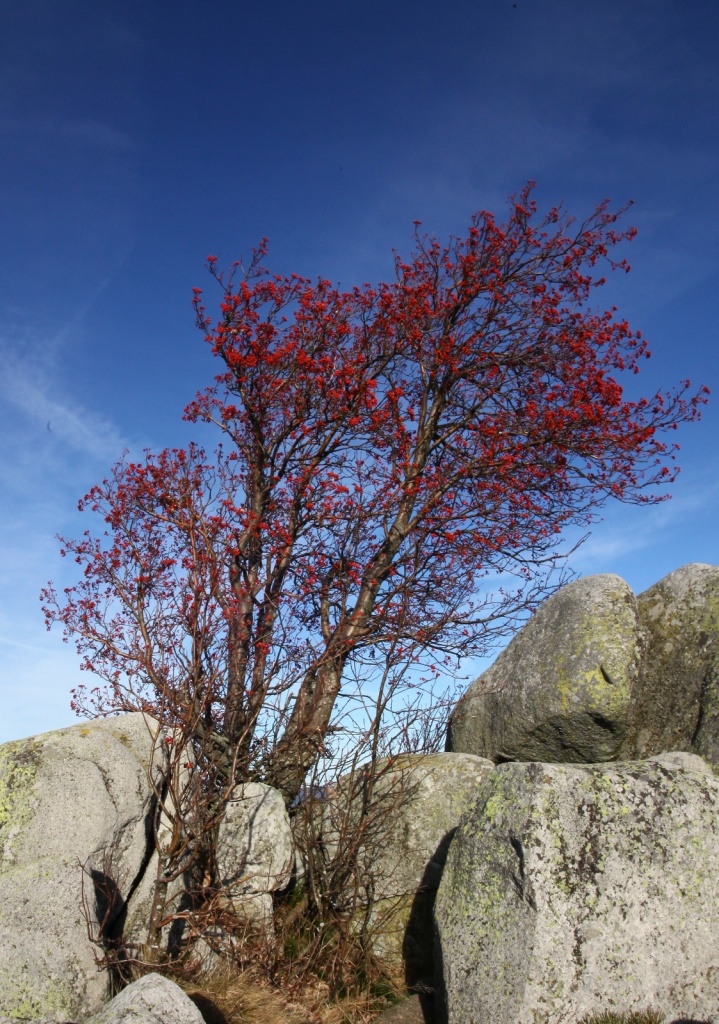 Mon Matos-arbre-en-rouge.jpg