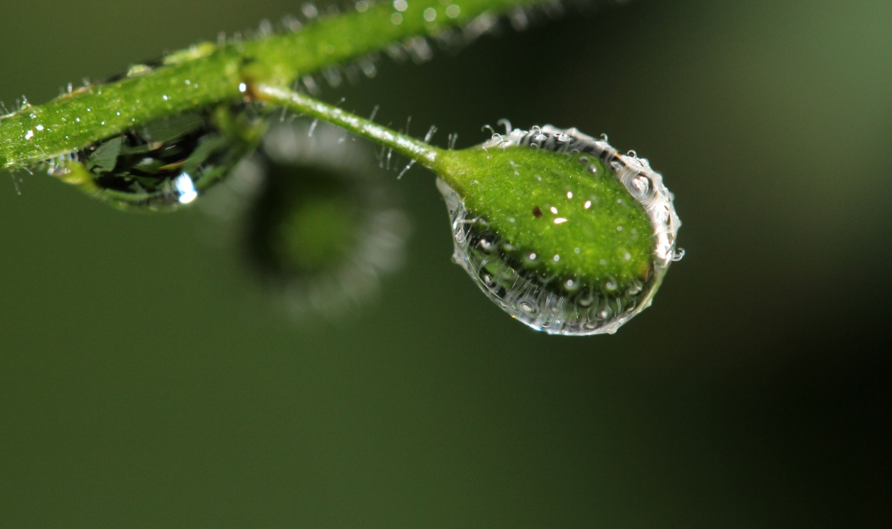 macro 21 jul2011 015 w1