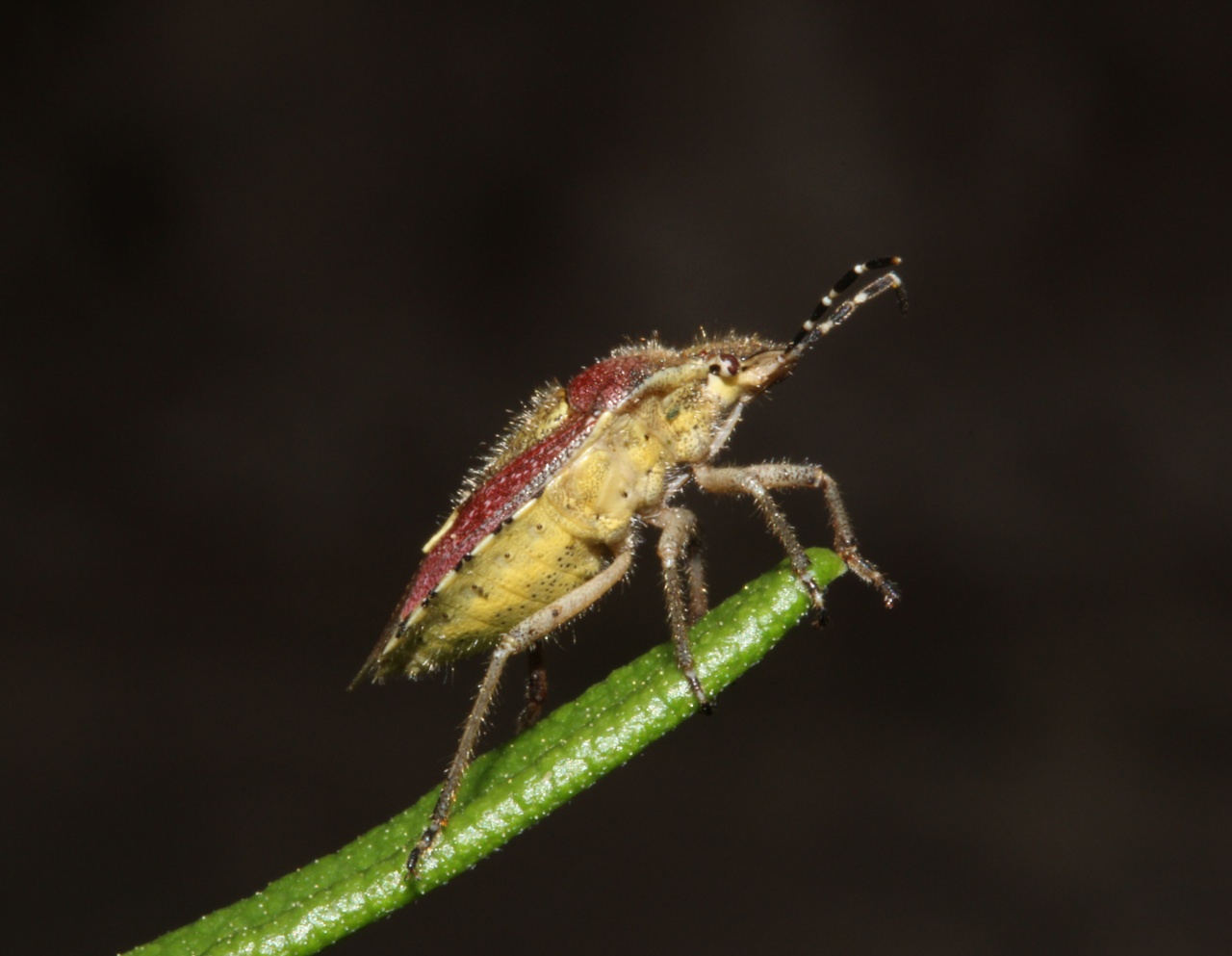 macro 18 jul 2011 002 w