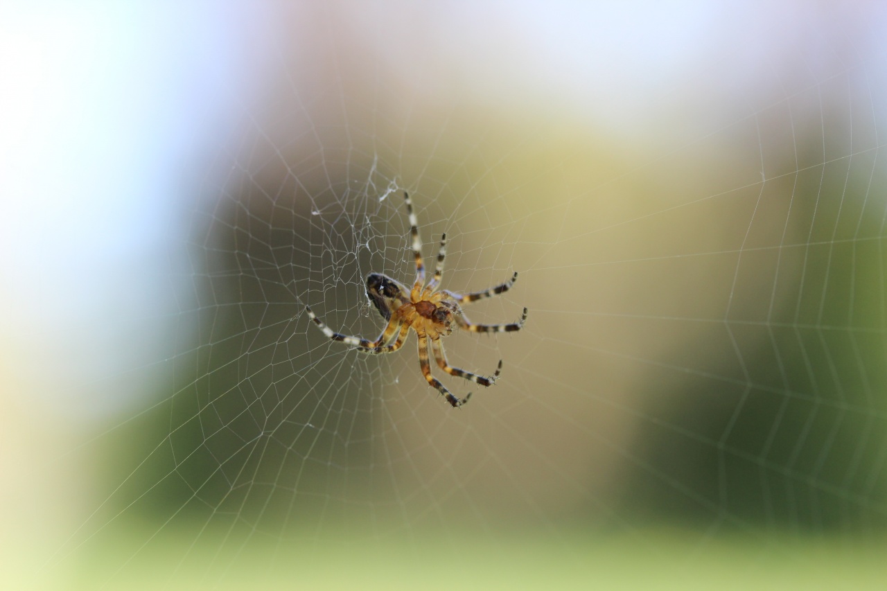 macro010811 025
