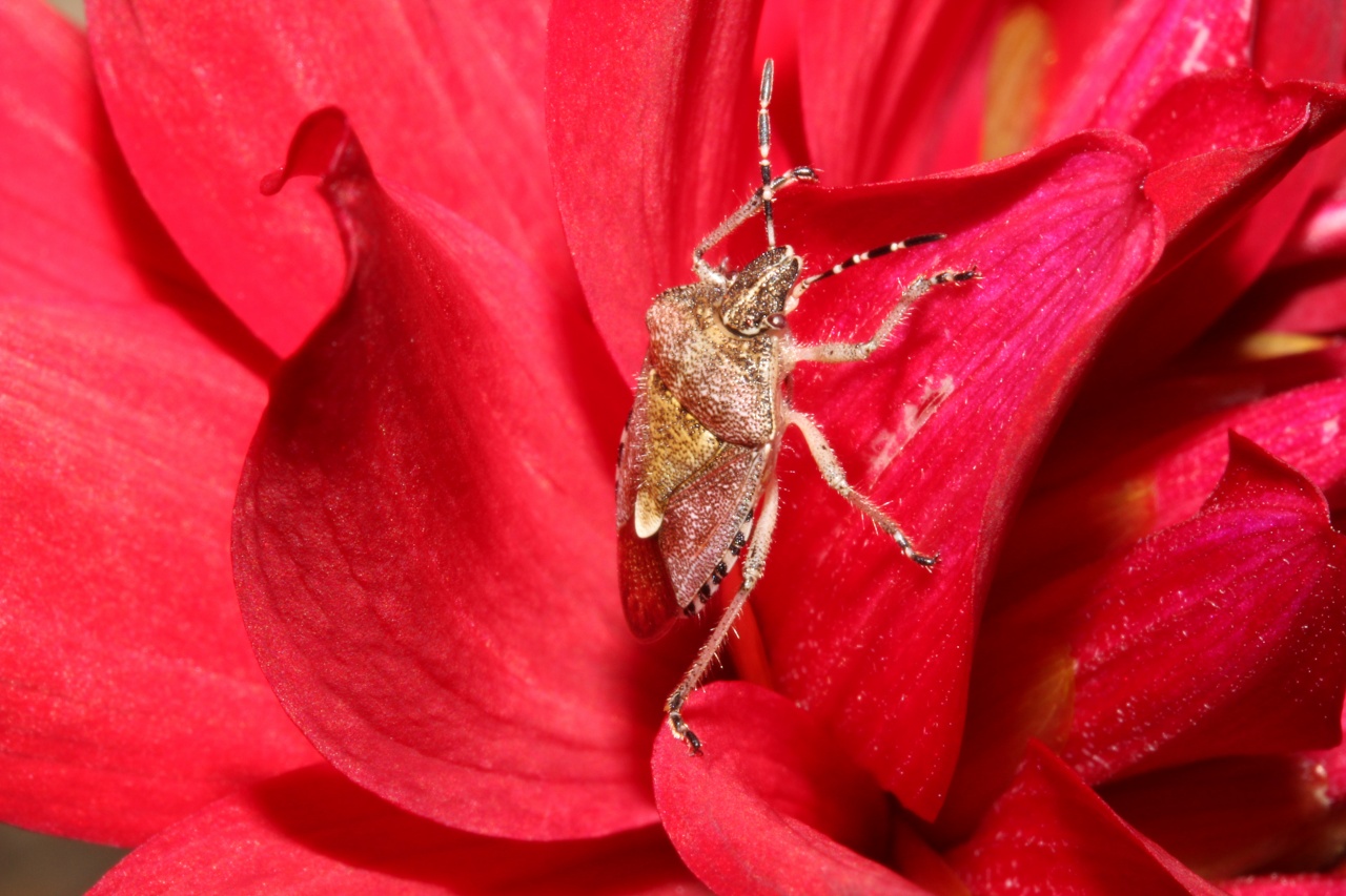 macro 18 jul 2011 010