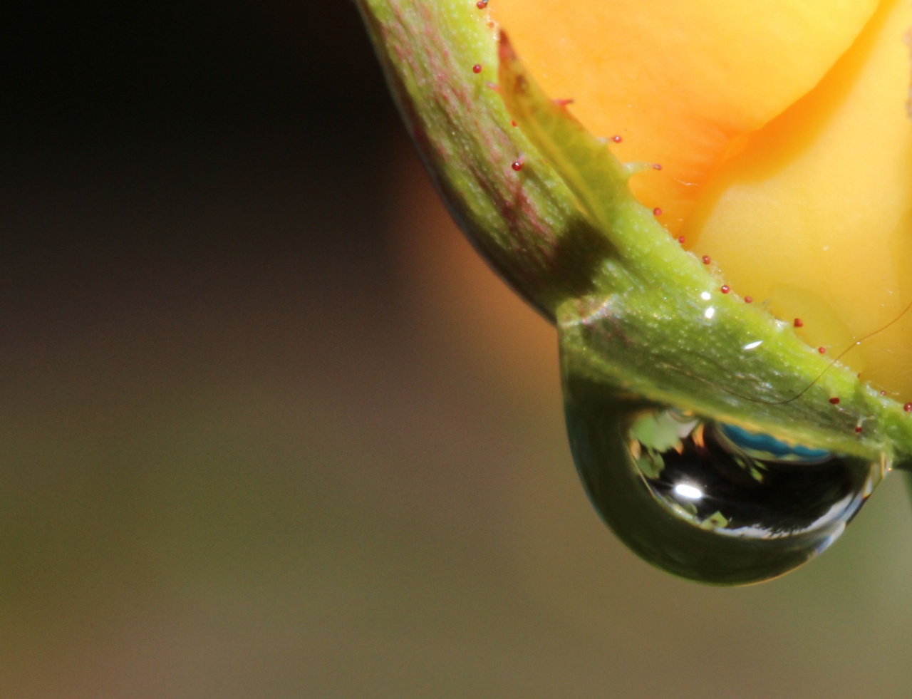 macro 18 jul 2011 0602