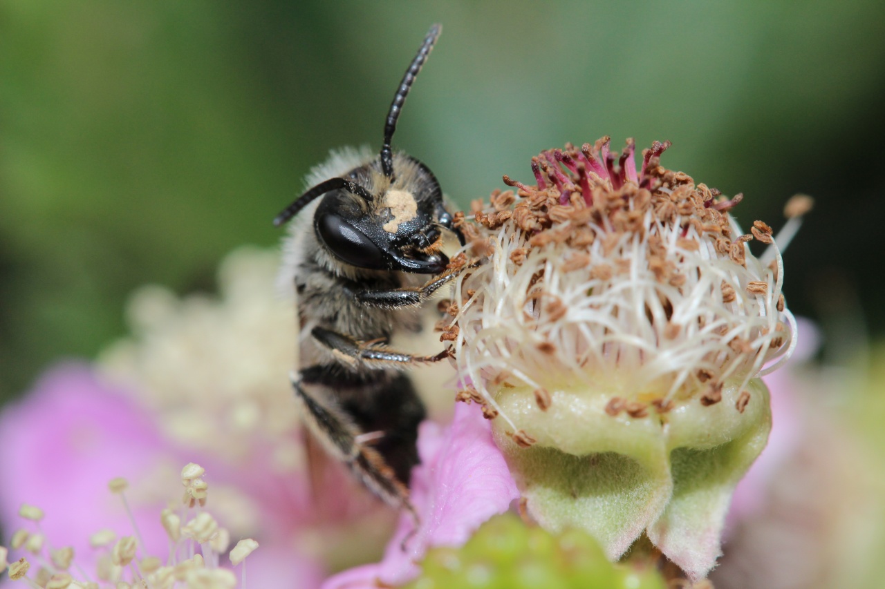 macro 18 jul 2011 042