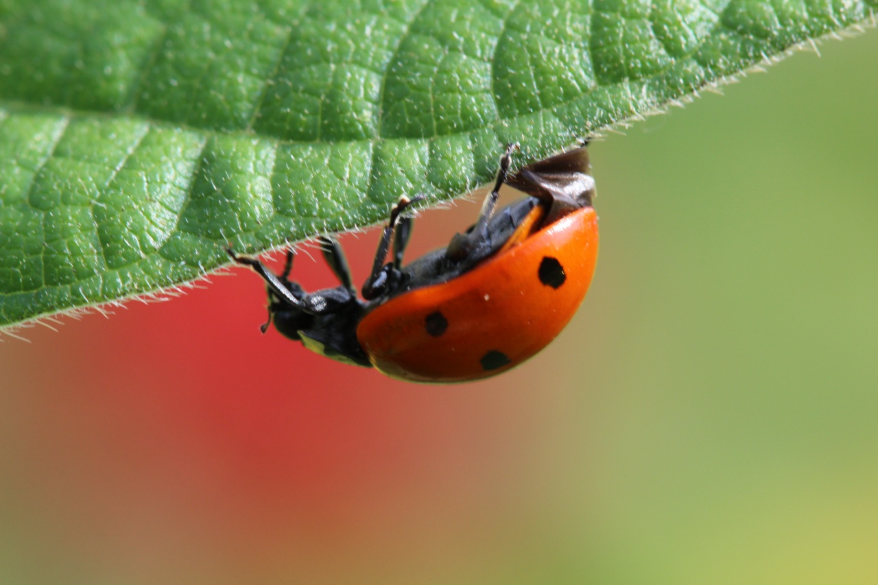 macro040811 005