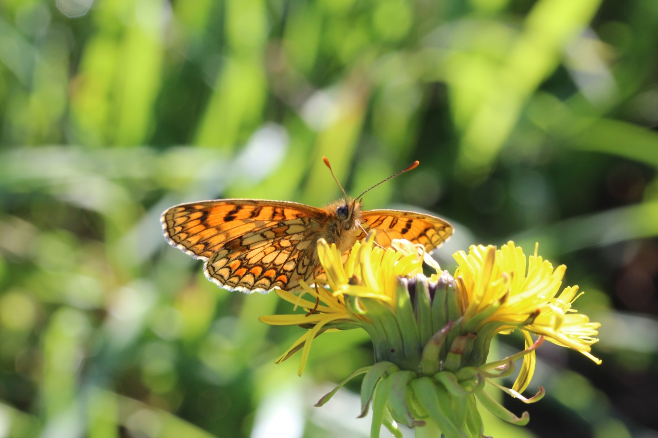 macro080811 004