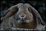 70-300 Sigma APO-img_7937.jpg