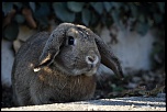 70-300 Sigma APO-img_7942.jpg