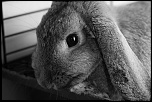 70-300 Sigma APO-img_7618.jpg