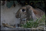 70-300 Sigma APO-img_7939.jpg