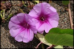 CAPTURE ONE PRO-img_4622.jpg