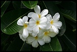 CAPTURE ONE PRO-img_4625.jpg