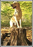 Concours Photo-eliot-tronc4.jpg