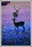 Concours Photo-bambi.jpg