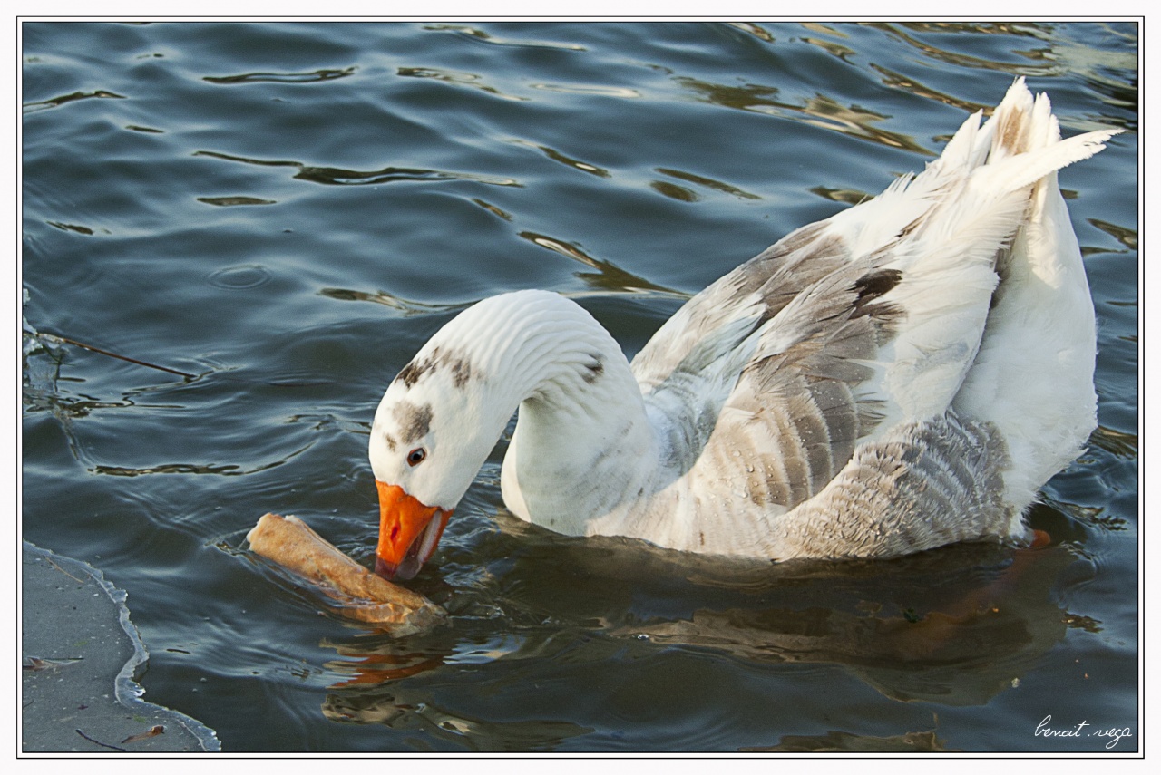 Concours Photo-kkkk.jpg