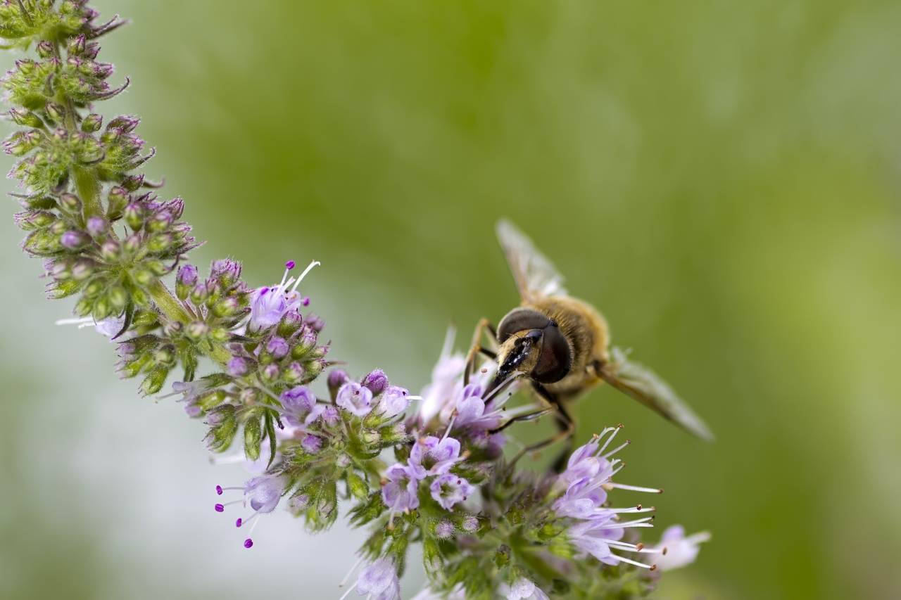 Sigma 70-200 2,8 ex HSM-_mg_2233.jpg