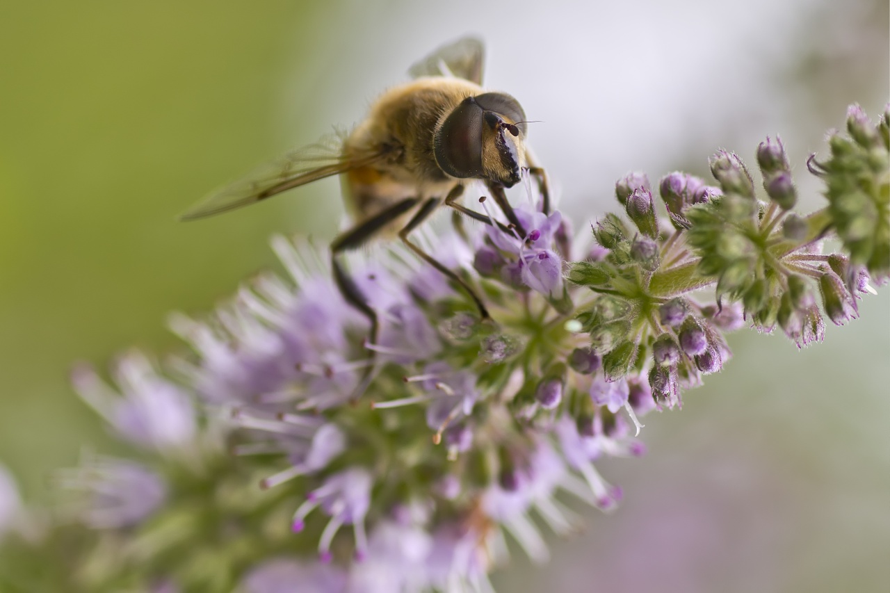 Sigma 70-200 2,8 ex HSM-_mg_2225.jpg