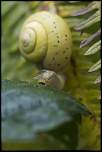 Sigma 70-200 2,8 ex HSM-_mg_3011.jpg