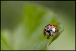 Sigma 70-200 2,8 ex HSM-_mg_3015.jpg