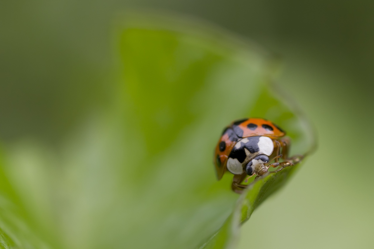 Sigma 70-200 2,8 ex HSM-_mg_3015.jpg