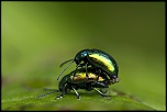 Sigma 70-200 2,8 ex HSM-_mg_3029.jpg