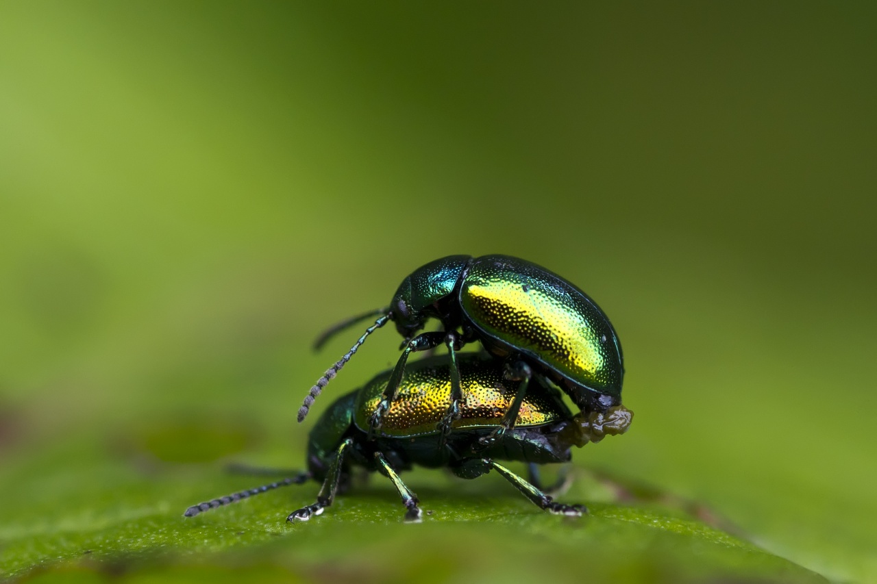Sigma 70-200 2,8 ex HSM-_mg_3029.jpg