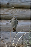 Sigma 70-200 2,8 ex HSM-_mg_3327_dxo.jpg