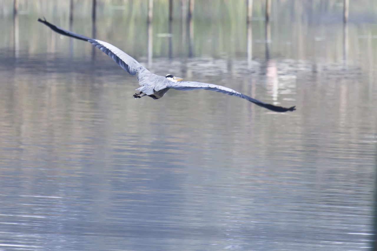 Sigma 70-200 2,8 ex HSM-_mg_7951.jpg