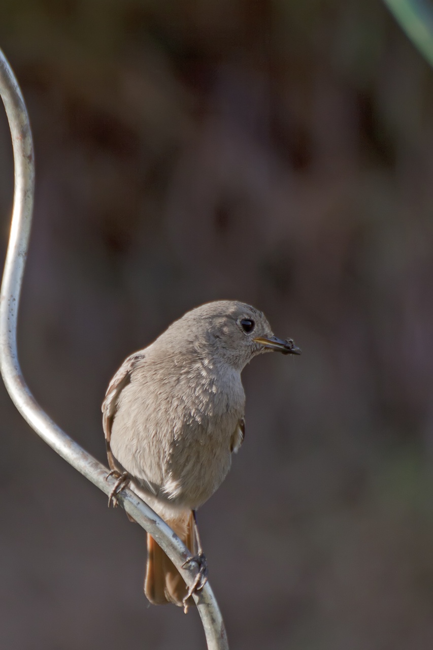 Sigma 70-200 2,8 ex HSM-_mg_3262.jpg