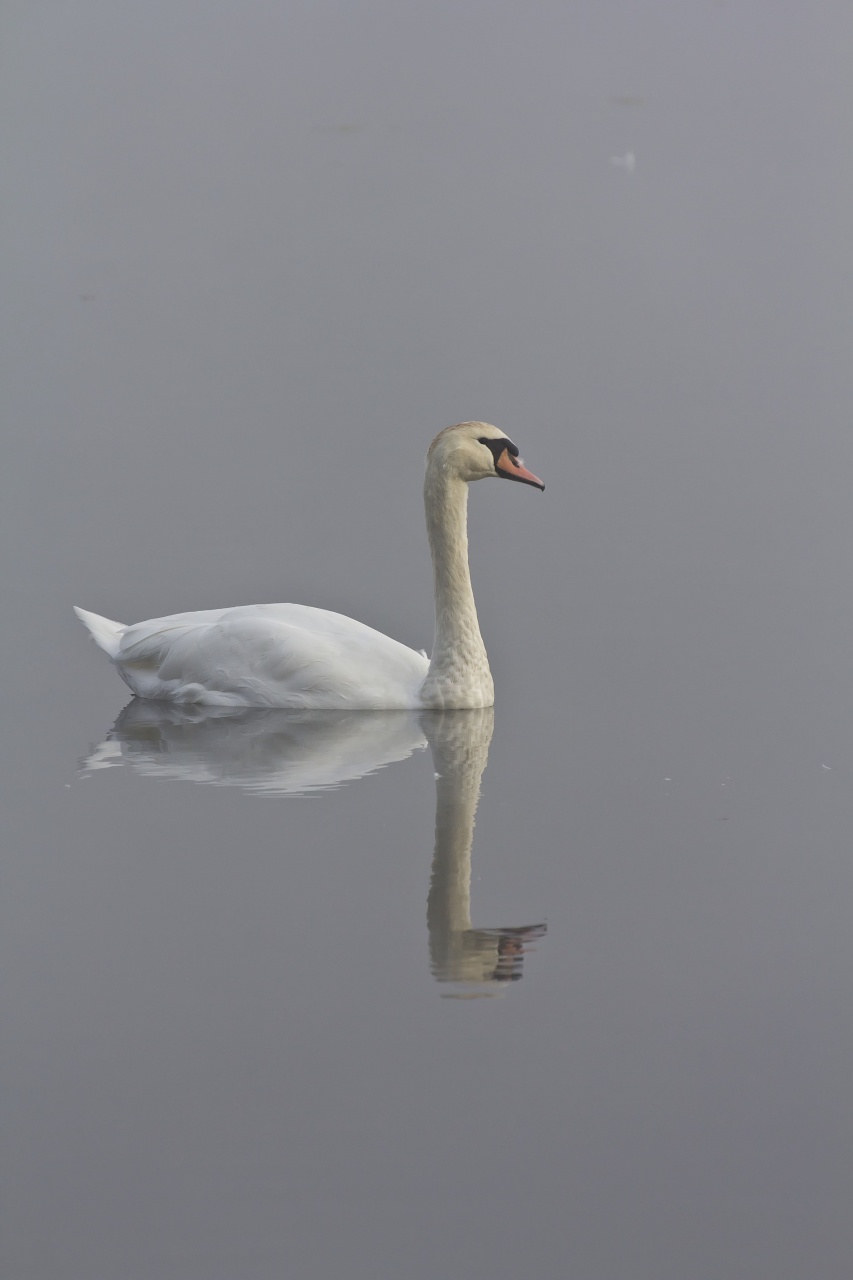 Sigma 70-200 2,8 ex HSM-_mg_7867.jpg