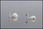 Sigma 70-200 2,8 ex HSM-_mg_7879.jpg
